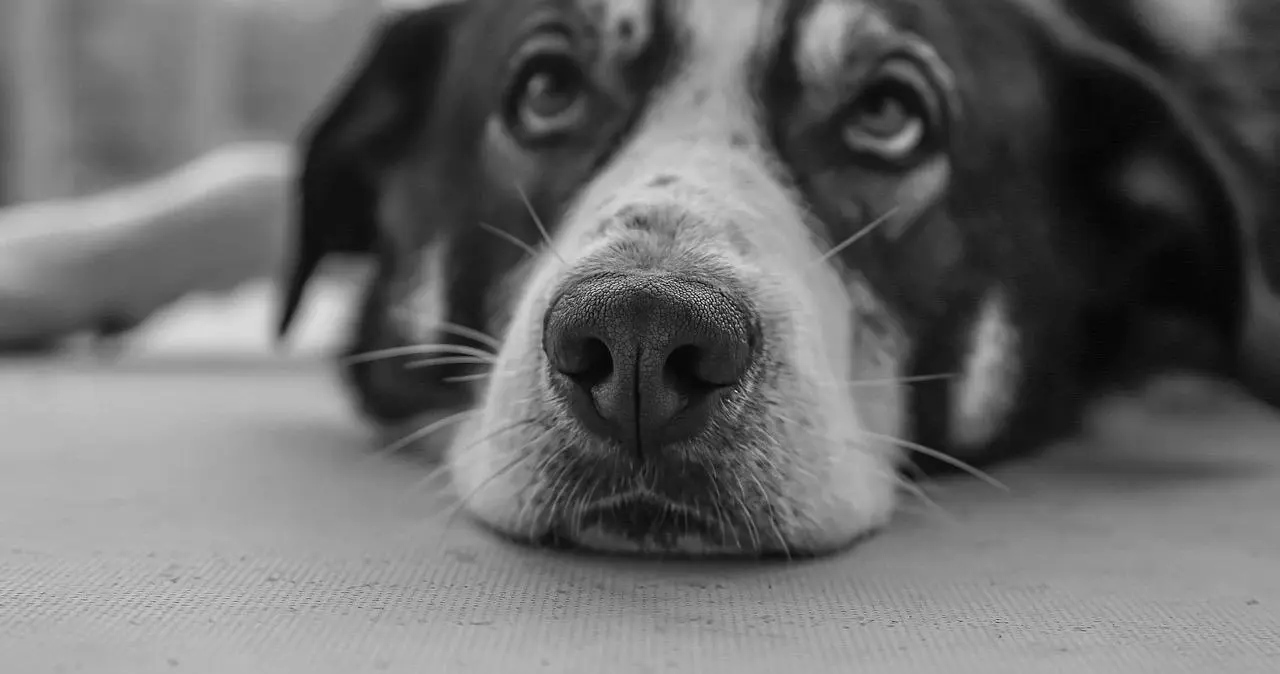 西檬之家TJ是如何改变字母圈的调教游戏规则的? 一