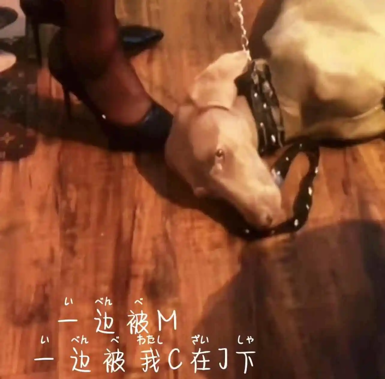 西檬之家k8是什么?解密你的字母圈新领域! 一
